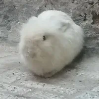 خرگوش پشمالو خوشگل