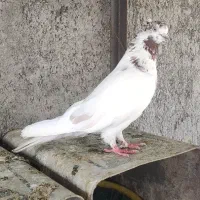 ماده پرش بالا