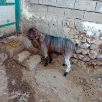 ۱عددبز جوان کویر گوشتی برای قربانی وزن ۳۵کیلو|حیوانات مزرعه|اردبیل, |دیوار