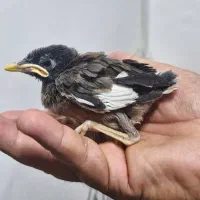 جوجه مرغ مینا پاکستانی