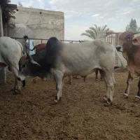 فروش گاو نر پرواری قربانی