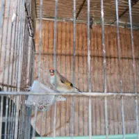 سقا معاوضه با قناری|پرنده|کرمان, |دیوار