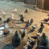 کفتر۱۵۰تومن