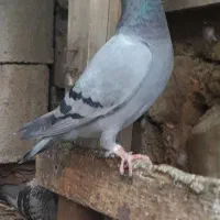 پلاکی مسافتی