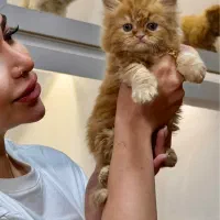 دنیای بریتیش گلد و سفید چشم  آبی اقیانوسی