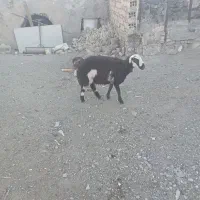 بره ماده پلنگی دوتاش سه ماه قوچ خورده|حیوانات مزرعه|خنداب, |دیوار