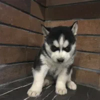 توله هاسکی سیبرین چشم ابی