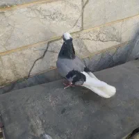 شازده سبز ماده