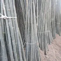 نهالستان ارقاممتنوع میوه وصنوبر هایاقتصادی|خدمات باغبانی و درختکاری|دهگلان, |دیوار