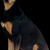 نیازمند سگ دوبرمن نر اصیل جهت کشش
