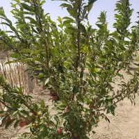 باغچه-نقلی-مناسب-برای-سرمایه-گذاری