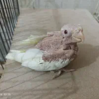 عروس لوتینو سرلاکی چشم شرابی|پرنده|بندر گناوه, |دیوار