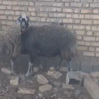میش  گوسفند افشاری  میش بره دار