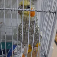 عروس هلندی طوطی|پرنده|باغستان, |دیوار