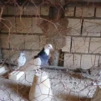 طوقی ۱۰۰|پرنده|خمینی‌شهر, |دیوار