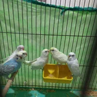 مرغ عشق زیباوخاص