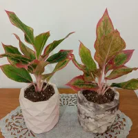 گل آگلونما لب ماتیکی با گلدان سنگی