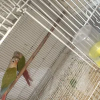 عروس هلندی مولد. کرنیچگ. بندر کنگ|پرنده|بندرلنگه, |دیوار