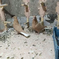 جوانه زردمسفید|پرنده|سبزوار, پاسداران|دیوار