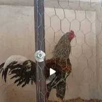 خروس لاری کوکو اوشامو|حیوانات مزرعه|تهران, امام زاده عبدالله|دیوار