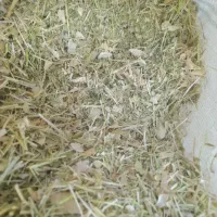 کاه لوبیا قرمز سبز ونرم