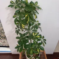 گل و گیاه ، گل شفلرا ، گل شمشیری