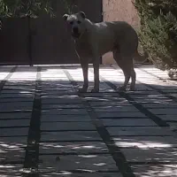 سگ سرابی نر|سگ|تهران, شهرک دریا|دیوار