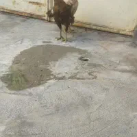 فروش مرغ