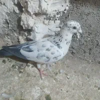 کفتر گم شده