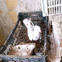 چهارعددماده|پرنده|خوی, |دیوار