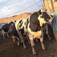 کارگر ساده  مسلط برای فیدر و تراکتور