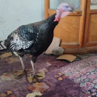 بوغلمون محلی و ماشینی زیر قیمت