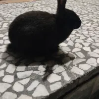 خرگوش بازیگوش