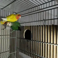 کوتوله برزیلی مولد 100تضمینی کوتوله کار|پرنده|قم, نوبهار|دیوار