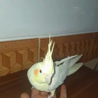 عروس هلندی لوتینو