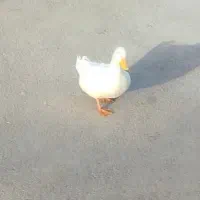 اهواز سوسنگرد