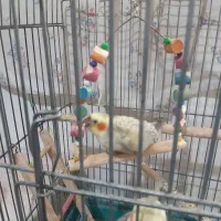 عروس هلندی گلباقالی 6 ماهه ماده|پرنده|پاکدشت, پاکدشت (مامازند)|دیوار