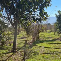 ۴۴۰۰متر زمین تنکابن،استخرسر،رهن واجاره جهت گلخانه.|اجارهٔ دفتر صنعتی، کشاورزی، تجاری|خرم‌آباد (تنکابن), |دیوار