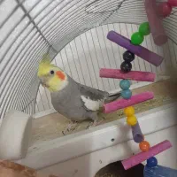 یک جفت عروس هلندی سخنگو|پرنده|اسلامشهر, شهرک محمدیه|دیوار