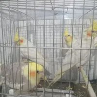 عروس هلندی دستی نر ماده جوجه