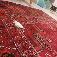 یک جفت فنچ نرگسی با قفس و لوازم