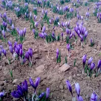 کاریگر اقا و خانم برای زعفران