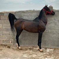 اسب درجه یک پنج نشان