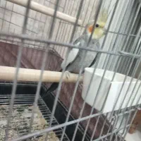 عروس هلندی نر مست