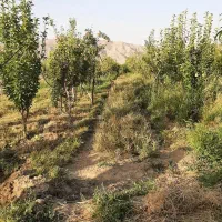 معاوضه-با-آپارتمان-و-ماشین