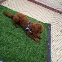 پودل دارک رد نر|سگ|فردیس, شهرک شهید حسینی|دیوار