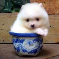 پامرانین عروسکی فنجونی ۹۵۰۰