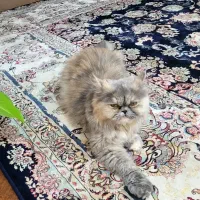 گربه پرشین|گربه|بندرعباس, |دیوار