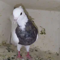 کبوتر
