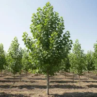 نهال پسته اکبری سالم و دارای ریشه قوی|خدمات باغبانی و درختکاری|سراب, |دیوار